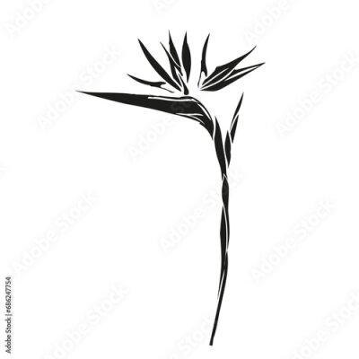 Papier peint  Bird of paradise flower tropical strelitzia with leaves silhouette for design of card or invitation, scrapbook. Vector hand drawn illustration,isolate on white background.