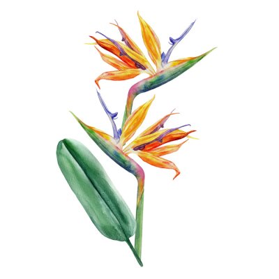 Papier peint  Bird of paradise flower, watercolor Strelitzia reginae, crane flower hand drawn botanical illustration isolated on white, exotic tropical plant, branch Strelicia for design cosmetic, wedding invite
