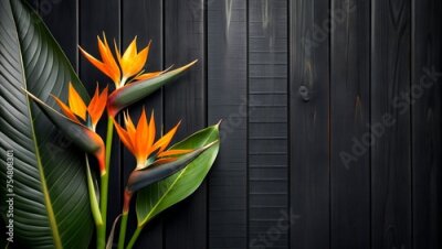 Papier peint  Bird of Paradise Flowers Against a Dark Wood Background, Exotic and Bold. Strelitzia flowers on black wood background. Free space for text or promotional product.