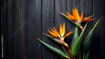 Papier peint  Bird of Paradise Flowers Against a Dark Wood Background, Exotic and Bold. Strelitzia flowers on black wood background. Free space for text or promotional product.