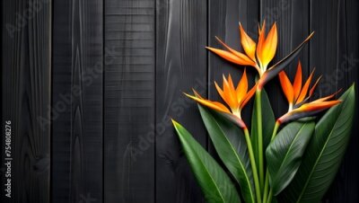 Papier peint  Bird of Paradise Flowers Against a Dark Wood Background, Exotic and Bold. Strelitzia flowers on black wood background. Free space for text or promotional product.