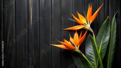 Papier peint  Bird of Paradise Flowers Against a Dark Wood Background, Exotic and Bold. Strelitzia flowers on black wood background. Free space for text or promotional product.