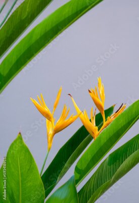 Papier peint  Bird of Paradise flowers are blooming with green leaves on gray background in vertical frame,  Beautiful tropical yellow Strelitzia flower