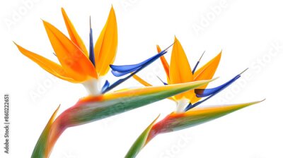 Papier peint  Bird of Paradise Flowers Isolated on a White Background : Generative AI