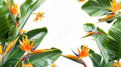 Papier peint  Bird of paradise flowers on a white backdrop