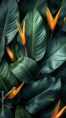 Papier peint  Bird of paradise flowers or Strelitzia among lush green leaves tropical nature concept. Green flower background with copy space
