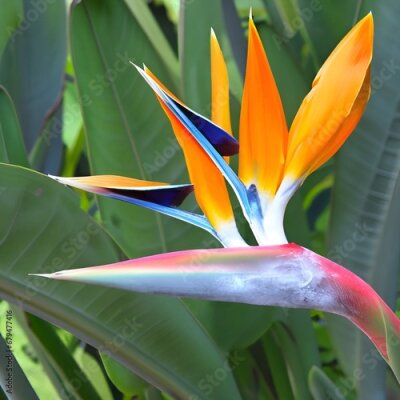 Papier peint  bird of paradise flowers Orange bird of paradise strelitzia flower flower, bird of paradise, paradise, bird, nature, plant, tropical, orange, strelitzia, bloom, flora, beauty, garden, color, exotic, i