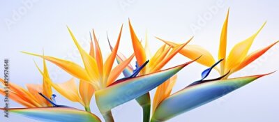 Papier peint  Bird of Paradise flowers set against a plain white backdrop providing ample copy space image