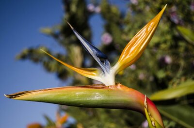 Papier peint  Bird of paradise flowers (Strelitzia)
