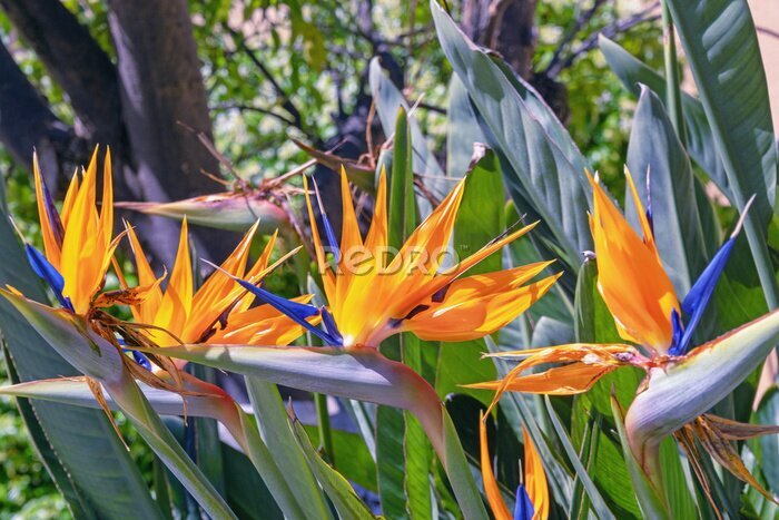 Papier peint  Bird of paradise flowers ( Strelitzia ) in park on sunny spring day