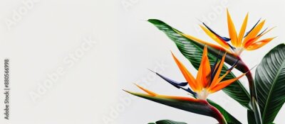 Papier peint  Bird of Paradise flowers Strelitzia reginae displayed in a white backdrop with copy space image