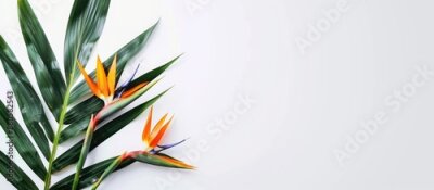 Papier peint  Bird of Paradise flowers Strelitzia reginae displayed in a white backdrop with copy space image