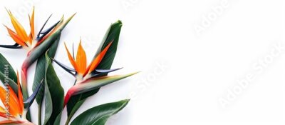 Papier peint  Bird of Paradise flowers Strelitzia reginae displayed in a white backdrop with copy space image