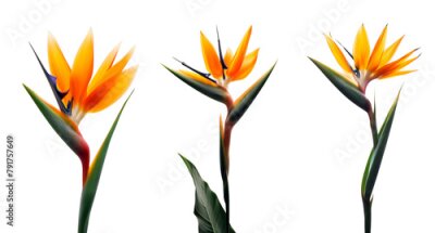Papier peint  Bird of paradise flowers (Strelitzia reginae) isolated on white or transparent background