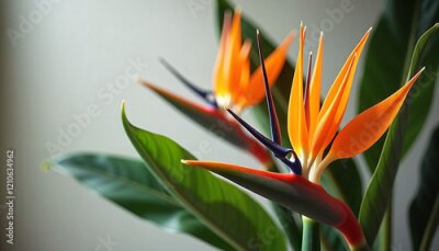 Papier peint  Bird of Paradise flowers with green leaves indoors