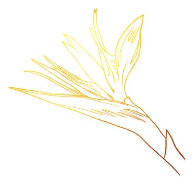 Papier peint  Bird of Paradise. golden linear art. Golden Strelitzia. Graphic
