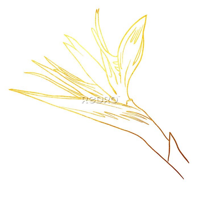 Papier peint  Bird of Paradise. golden linear art. Golden Strelitzia. Graphic
