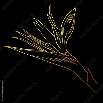 Papier peint  Bird of Paradise. golden linear art. Golden Strelitzia. Graphic illustration on a black background