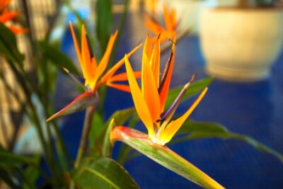 Papier peint  Bird-of-paradise, Grue fleur, Strelitzia reginae