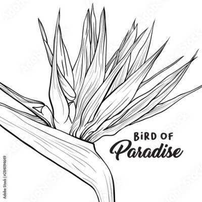 Papier peint  Bird of paradise hand drawn banner vector template. Strelitzia reginae closeup black and white illustration with lettering. Exotic flora, tropical environment poster. Beautiful flower freehand drawing