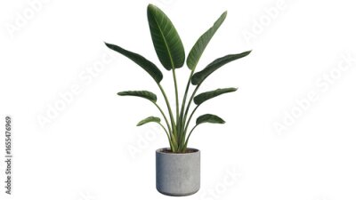 Papier peint  Bird of Paradise in Concrete Pot – Strelitzia Nicolai with Large Upright Leaves, Sculptural Indoor Tropical Plant