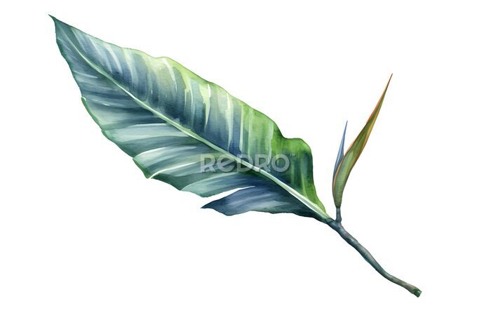 Papier peint  Bird of paradise leaf or Strelitzia Reginae, Watercolor illustration