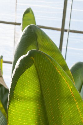 Papier peint  bird-of-paradise leaves (Strelitzia nicolai?) with glass panel background