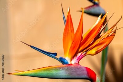 Papier peint  Bird of paradise or Crane flower (Strelitzia reginae) in a private garden in Uniondale.