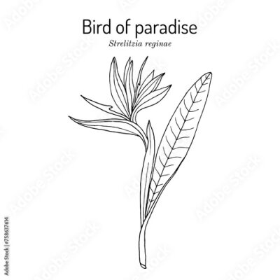Papier peint  Bird of paradise or crane flower (Strelitzia reginae), ornamental plant. Hand drawn vector illustration