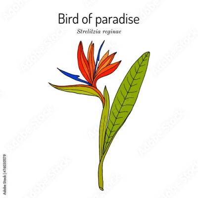 Papier peint  Bird of paradise or crane flower (Strelitzia reginae), ornamental plant. Hand drawn vector illustration