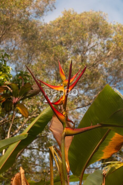 Papier peint  Bird of Paradise or Strelitzia 