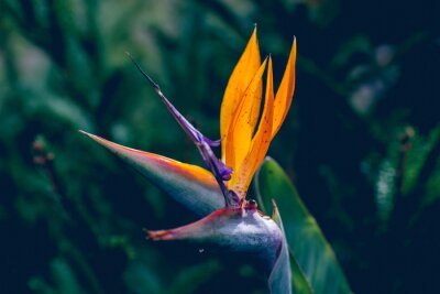 Papier peint  Bird of paradise or strelitzia flower