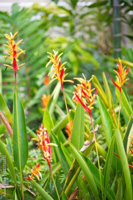 Papier peint  Bird of paradise or Strelitzia flower