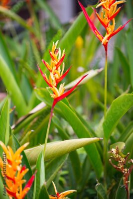 Papier peint  Bird of paradise or Strelitzia flower