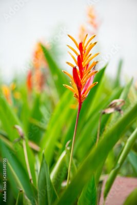 Papier peint  Bird of paradise or Strelitzia flower