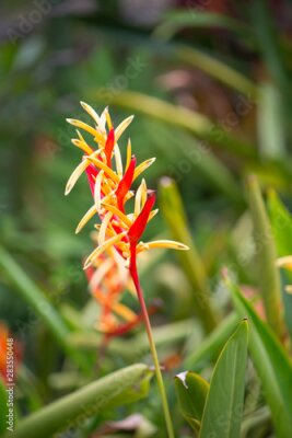 Papier peint  Bird of paradise or Strelitzia flower