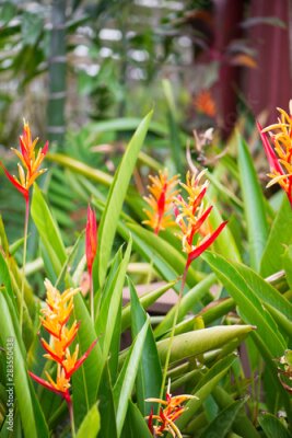 Papier peint  Bird of paradise or Strelitzia flower
