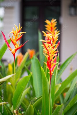 Papier peint  Bird of paradise or Strelitzia flower