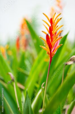 Papier peint  Bird of paradise or Strelitzia flower