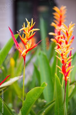 Papier peint  Bird of paradise or Strelitzia flower