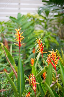 Papier peint  Bird of paradise or Strelitzia flower