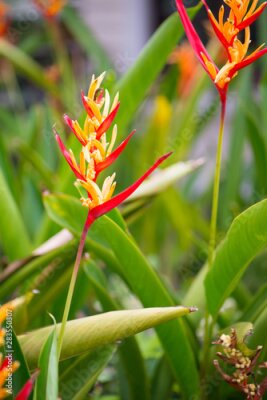 Papier peint  Bird of paradise or Strelitzia flower