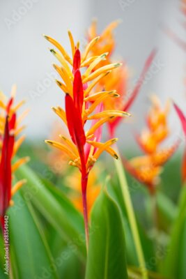 Papier peint  Bird of paradise or Strelitzia flower