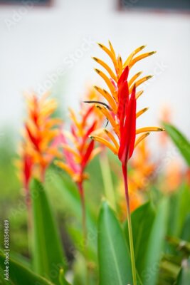Papier peint  Bird of paradise or Strelitzia flower