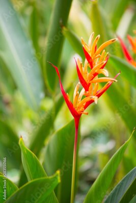 Papier peint  Bird of paradise or Strelitzia flower