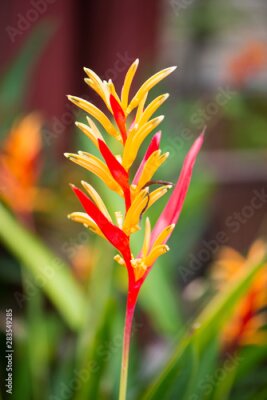 Papier peint  Bird of paradise or Strelitzia flower