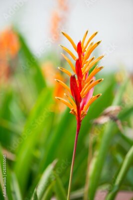 Papier peint  Bird of paradise or Strelitzia flower