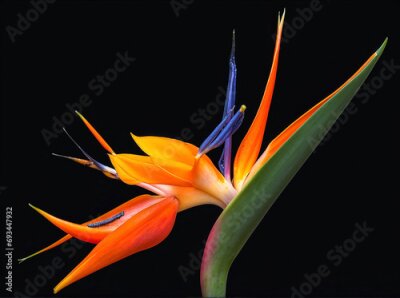 Papier peint  Bird of paradise or strelitzia in vibrant colors over black background