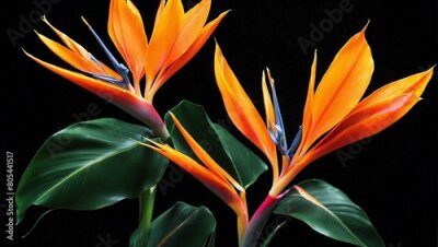 Papier peint  Bird of paradise or strelitzia in vibrant colors over black background.