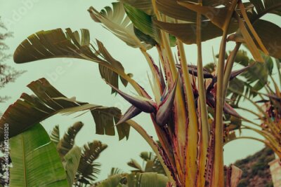 Papier peint  bird of paradise or strelitzia plant with flower on sky beckground, tropical concept in mediterranean